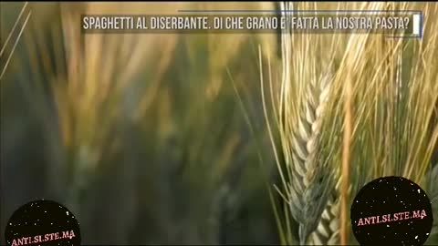 Grano canadese contaminato in Italia