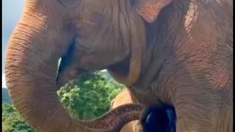 The way elephants interact with people, they don't actually hurt people