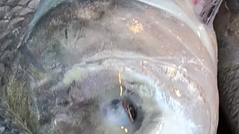 Big Katla Fish Video In Fish Market Bangladesh#shorts