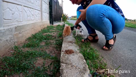 Happy big family with a lot of kittens