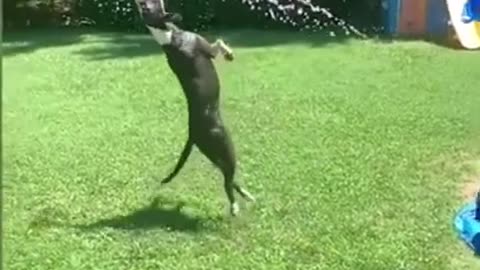 Amazing Funny Dog