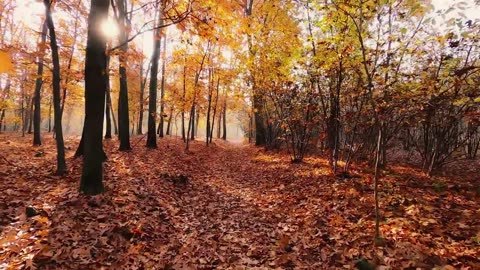 10 Minutes of Ambient Autumn Forest with Calming Audio