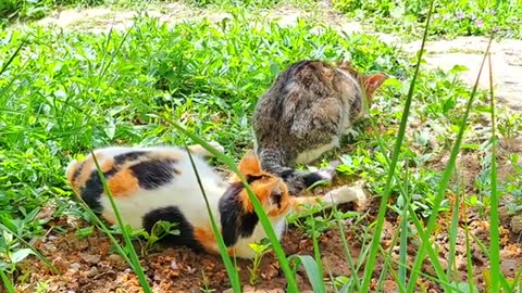 A Pregnant Cat and a Male Cat are resting in the bosom of nature