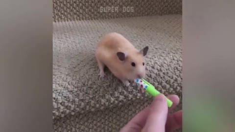 hamster fofo