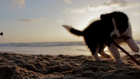 Cute dog on the beach