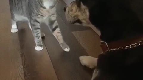 o gato vs cachorro valentao