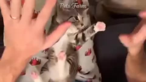 Cat funny video