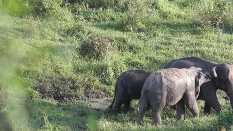 Beautiful elephants