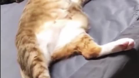 Funny pet cat, let a person happy laugh