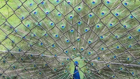 Beautiful display of feathers by peacock