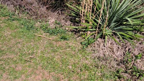 Kolomoki Mounds State Historic Park in Georgia. 3/12/24