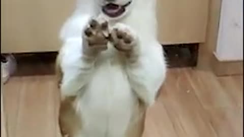 Cute Funny Dogs