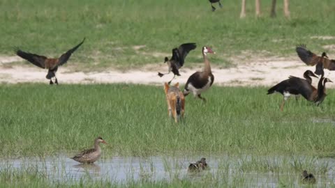 fox hunting birds in a pond