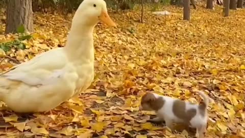 Cute puppy and duck friendship