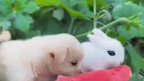 Puppies and rabbits love to eat fruit