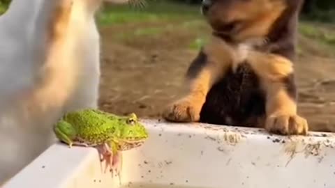 Funniest Videos 😁 Best Funny Animal Videos 2024 🥰