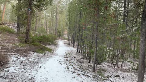 Central Oregon – Edison Sno-Park – Frosty Flurries in the Forest