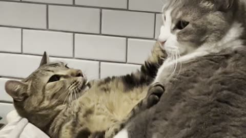 Cat Says "Back Off" to Feline Companion