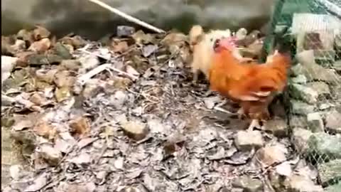 Chicken and dog