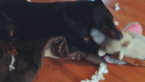 Vicious Doberman Kills Elephant (Cutely)