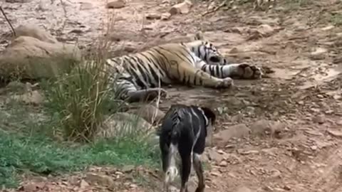 Tiger killed dog at zone 2 Ranthambore National Park, Tiger attack dog