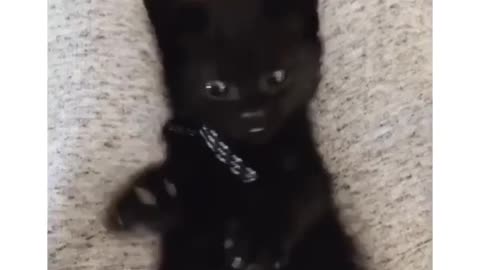 Cat suddenly realizes that it has 4 paws 🥺