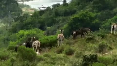 Oribi Gorge South Africa