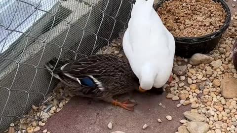 Munchkin & Bubbles fight over Maple🥲