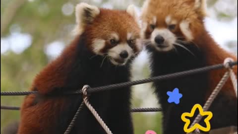 The red panda