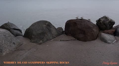 Whidbey Island Sandpipers skipping rocks