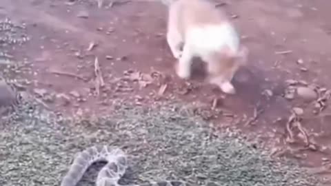 Funny animal video...