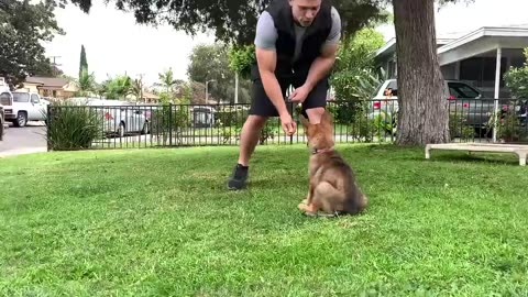 Dog Training