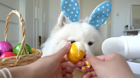 ASMR Dog Eating Boiled Egg I MAYASMR