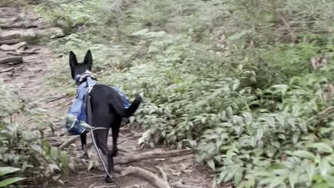 Conservative dog walking in the forest | SO CUTE