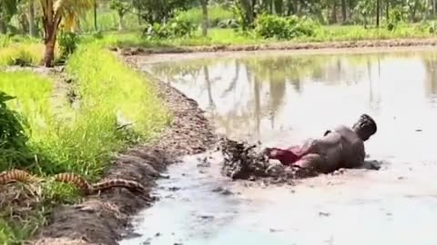 Prank snake in the rice field