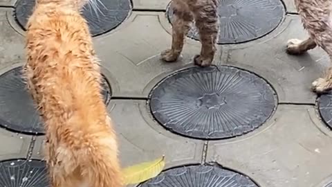 fight #cats #catsoftiktok #catslovers #catsoftiktok #catsvideo