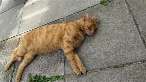 Cat sleeping on the pavement on a hot summer day