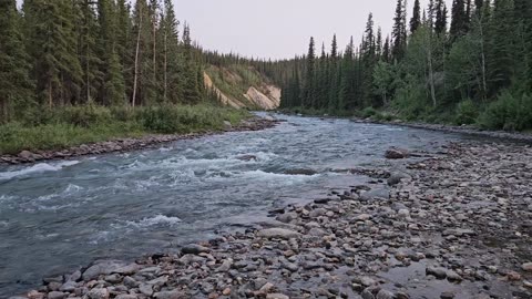 23 July searching for bear in Denali