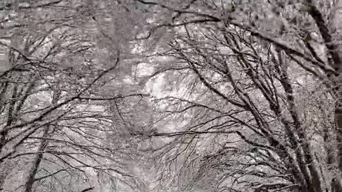 "Winter's Silent Sentinels: Snow-Clad Trees Along the Roadside"