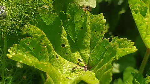 The insect eats the leaves