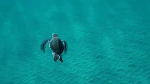 turtle swimming but it looks like it's flying