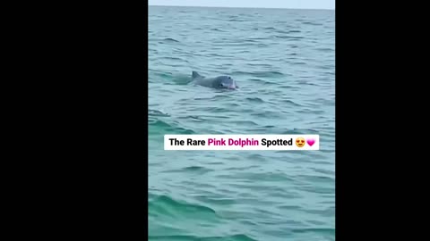 PINK DOLPHIN