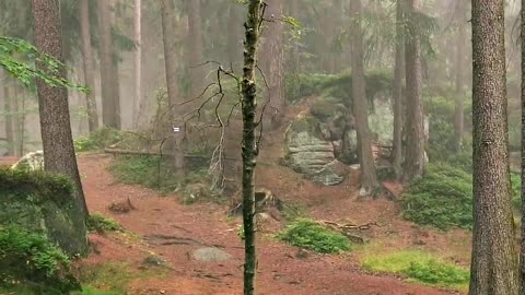 Walking in scary forest Natural Beauty 😍❤️😍