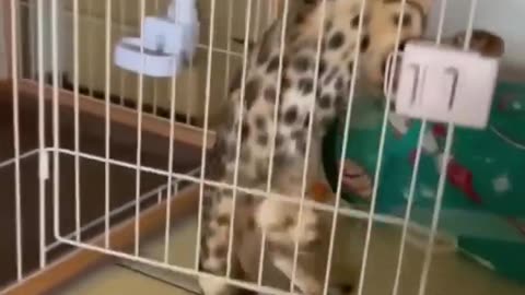 Funny Animal Videos Of The Day 0054! #memes #memedaily #dankmemes #fyp