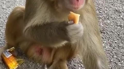 Lovely and Funny Monkey