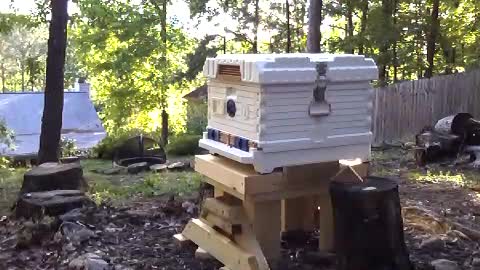 Apimaye Beehive Queen Install after package Queen was dead