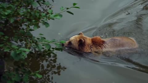 Brown Bear Bear Nature and wildlife