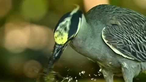 Cute bird hunting fish in water