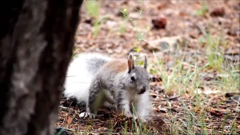 Cute squirrel food