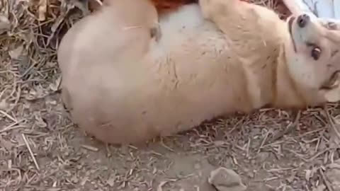 Funny animals #funnyanimals #funnyvideo